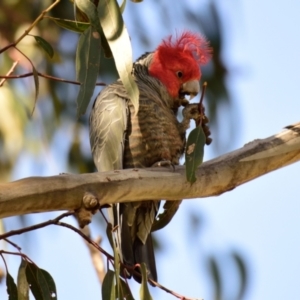 Callocephalon fimbriatum at Belconnen, ACT - 11 Aug 2023