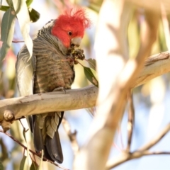 Callocephalon fimbriatum at Belconnen, ACT - 11 Aug 2023