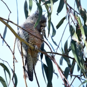 Callocephalon fimbriatum at Belconnen, ACT - 11 Aug 2023