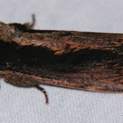 Hylaeora capucina (Cowled Rough-head) at Sheldon, QLD - 9 Jun 2007 by PJH123