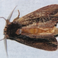 Hylaeora capucina at Sheldon, QLD - suppressed