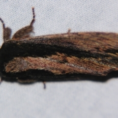 Hylaeora capucina at Sheldon, QLD - suppressed