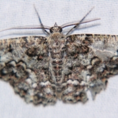 Hypodoxa conspurcata (A Textured emerald) at Sheldon, QLD - 10 Jun 2007 by PJH123