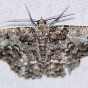 Hypodoxa conspurcata at Sheldon, QLD - suppressed
