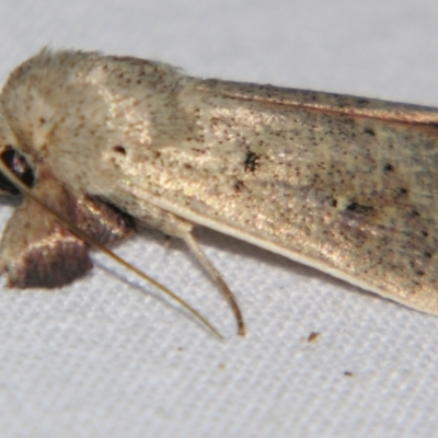 Leucania dasycnema (Southern Noctuid) at Sheldon, QLD - 10 Jun 2007 by PJH123