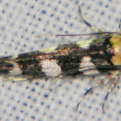 Limnaecia camptosema (Cosmopterigid) at Sheldon, QLD - 10 Jun 2007 by PJH123