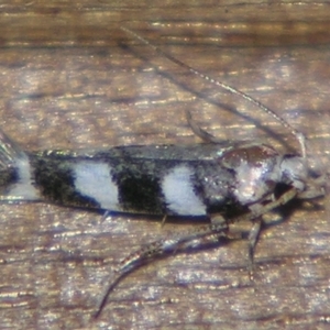 Limnaecia camptosema at Sheldon, QLD - 10 Jun 2007