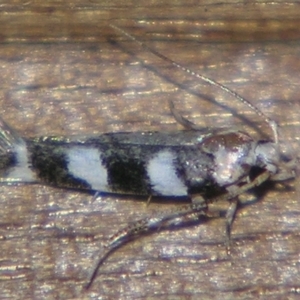 Limnaecia camptosema at Sheldon, QLD - suppressed