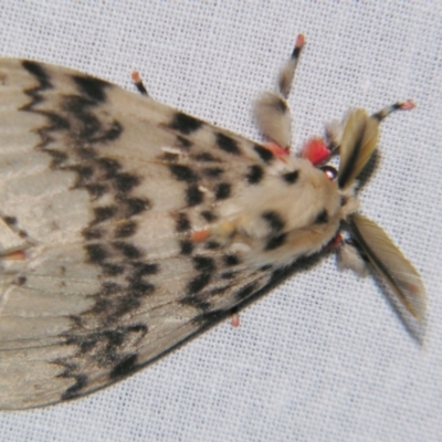 Lymantria antennata (A Noctuid moth (Eribidae)) at Sheldon, QLD - 10 Jun 2007 by PJH123