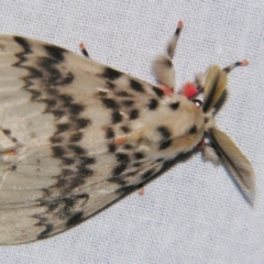 Lymantria antennata (A Noctuid moth (Eribidae)) at Sheldon, QLD - 9 Jun 2007 by PJH123