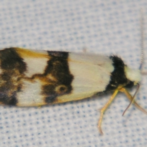 Philenora aspectalella at Sheldon, QLD - suppressed