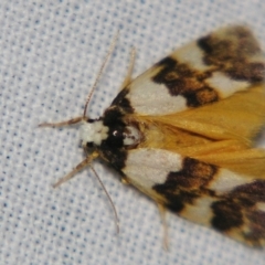 Philenora aspectalella at Sheldon, QLD - suppressed
