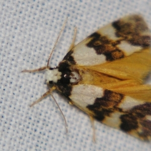 Philenora aspectalella at Sheldon, QLD - suppressed