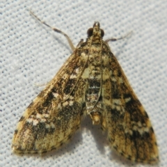 Samea multiplicalis (Salvinia Moth) at Sheldon, QLD - 10 Jun 2007 by PJH123