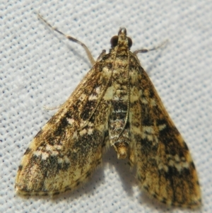Samea multiplicalis at Sheldon, QLD - suppressed