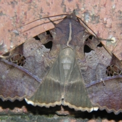 Serrodes campana (An Erebid moth) at Sheldon, QLD - 10 Jun 2007 by PJH123
