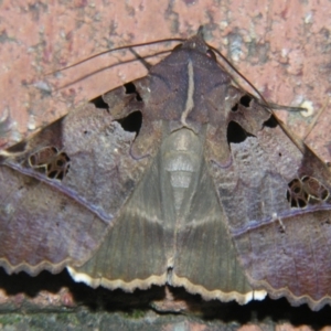 Serrodes campana at Sheldon, QLD - 10 Jun 2007