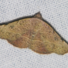 Sophta concavata (Varied Hookwing) at Sheldon, QLD - 10 Jun 2007 by PJH123