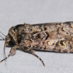 Spodoptera umbraculata (A Noctuid moth (Acronictinae)) at Sheldon, QLD - 10 Jun 2007 by PJH123