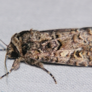 Spodoptera umbraculata at suppressed - suppressed