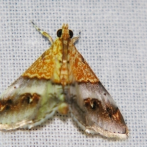 Tetracona amathealis at Sheldon, QLD - 10 Jun 2007