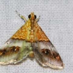 Tetracona amathealis (A Crambid moth) at Sheldon, QLD - 10 Jun 2007 by PJH123