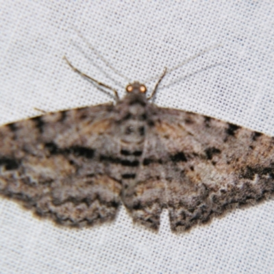 Unplaced suasaria (Unplaced suasaria) at Sheldon, QLD - 10 Jun 2007 by PJH123