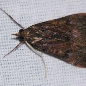 Uresiphita ornithopteralis at Sheldon, QLD - suppressed