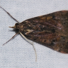 Uresiphita ornithopteralis (Tree Lucerne Moth) at Sheldon, QLD - 10 Jun 2007 by PJH123