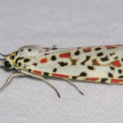 Utetheisa (genus) (A tiger moth) at Sheldon, QLD - 10 Jun 2007 by PJH123