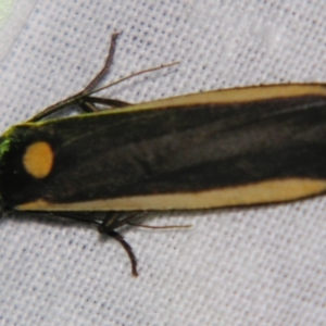 Brunia replana at Sheldon, QLD - 15 Jun 2007