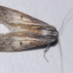 Capusa (genus) at Sheldon, QLD - suppressed