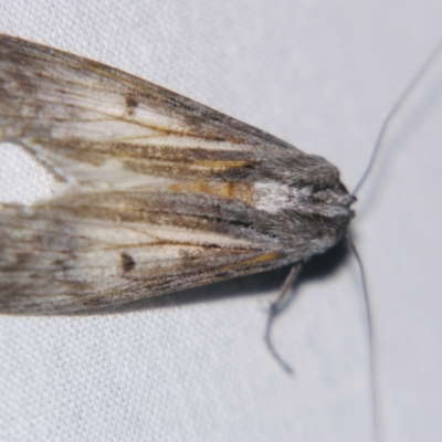 Capusa (genus) (Wedge moth) at Sheldon, QLD - 15 Jun 2007 by PJH123
