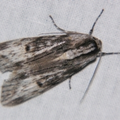 Capusa (genus) at Sheldon, QLD - suppressed