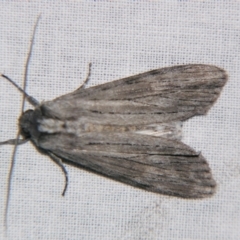 Capusa (genus) (Wedge moth) at Sheldon, QLD - 15 Jun 2007 by PJH123