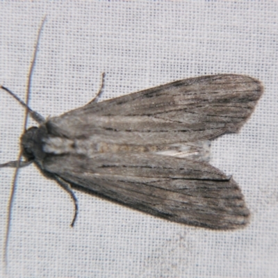 Capusa (genus) (Wedge moth) at Sheldon, QLD - 15 Jun 2007 by PJH123