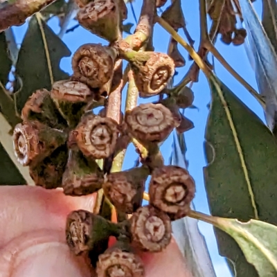 Eucalyptus camphora subsp. humeana at Lions Youth Haven - Westwood Farm A.C.T. - 11 Aug 2023 by HelenCross