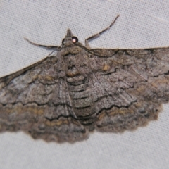 Cleora displicata (A Cleora Bark Moth (Boarmiini) at Sheldon, QLD - 15 Jun 2007 by PJH123