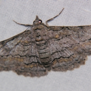 Cleora displicata at Sheldon, QLD - 15 Jun 2007