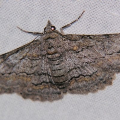 Cleora displicata (A Cleora Bark Moth) at Sheldon, QLD - 15 Jun 2007 by PJH123