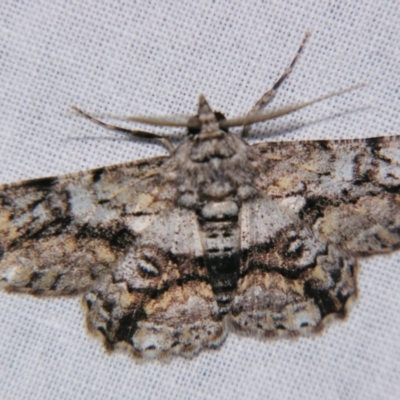 Cleora illustraria (A Geometer moth) at Sheldon, QLD - 15 Jun 2007 by PJH123