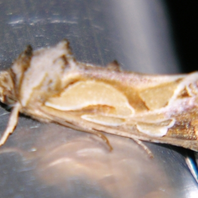 Cosmodes elegans (Green Blotched Moth) at Sheldon, QLD - 15 Jun 2007 by PJH123
