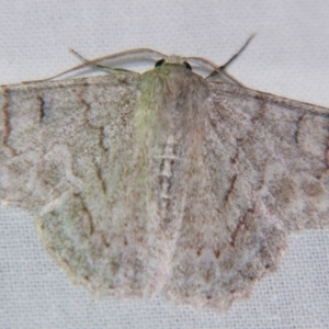 Crypsiphona ocultaria at Sheldon, QLD - suppressed