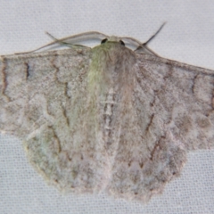 Crypsiphona ocultaria (Red-lined Looper Moth) at Sheldon, QLD - 15 Jun 2007 by PJH123