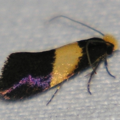 Edosa purella (Tineid Moth) at Sheldon, QLD - 15 Jun 2007 by PJH123