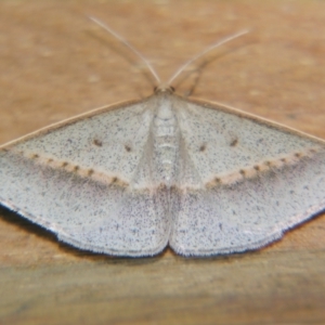 Epidesmia tryxaria at Sheldon, QLD - suppressed