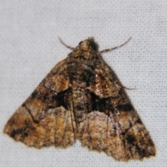 Gastrina cristaria at Sheldon, QLD - 15 Jun 2007