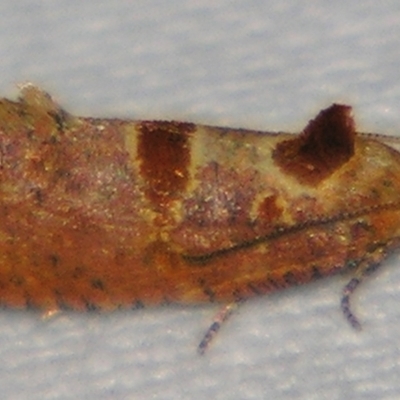 Glyphidoptera insignana (a tufted Tortrix moth) at Sheldon, QLD - 15 Jun 2007 by PJH123