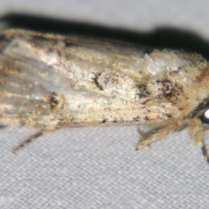 Noctuidae (family) at Sheldon, QLD - suppressed