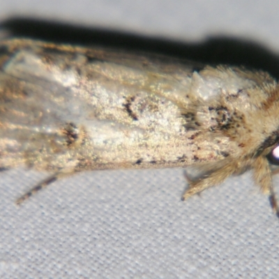 Noctuidae (family) (A cutworm or owlet moth) at Sheldon, QLD - 15 Jun 2007 by PJH123
